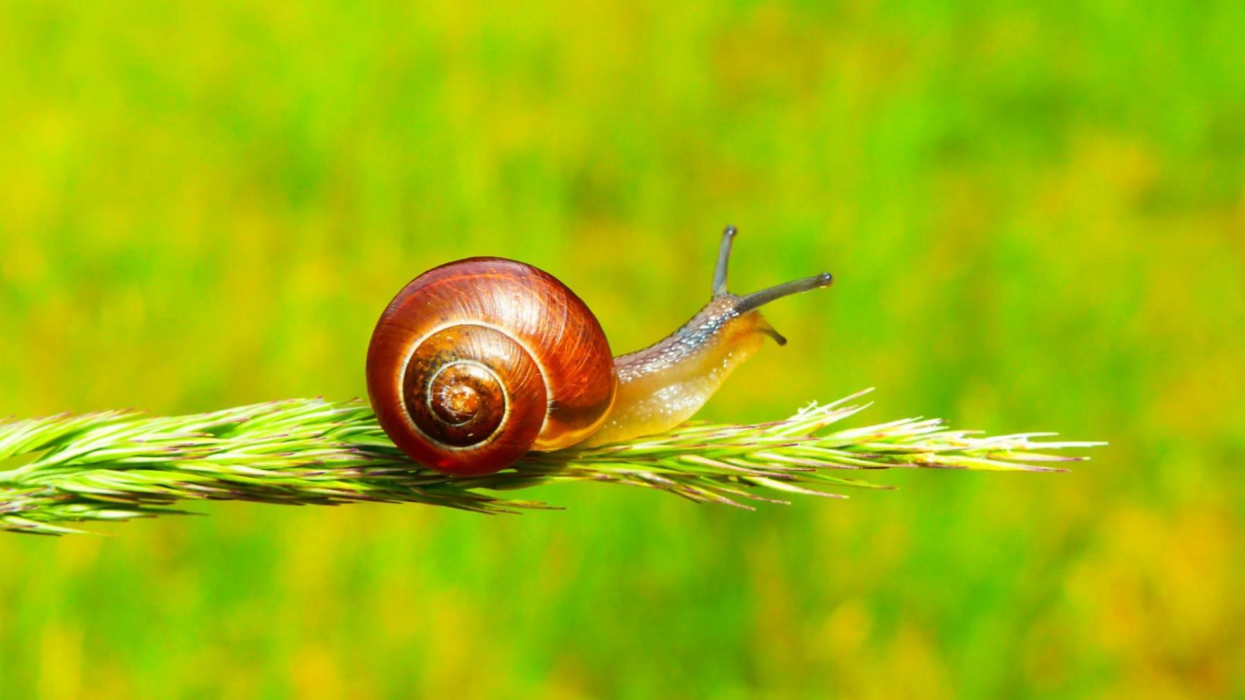 Caracol. 